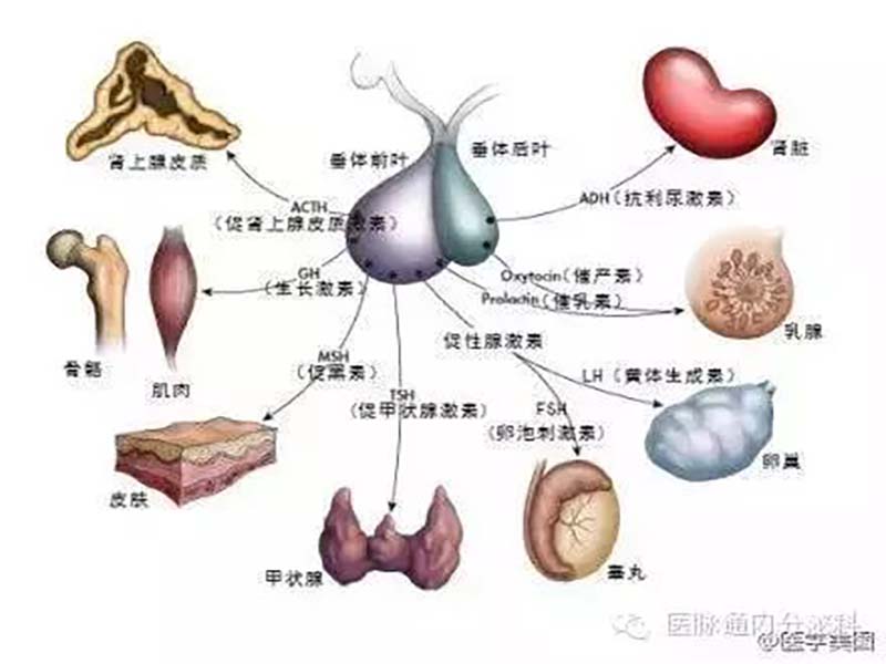 Endocrinology Department Medicine Applications