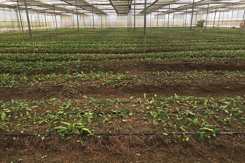 Standardized planting nursery for Bletilla striata